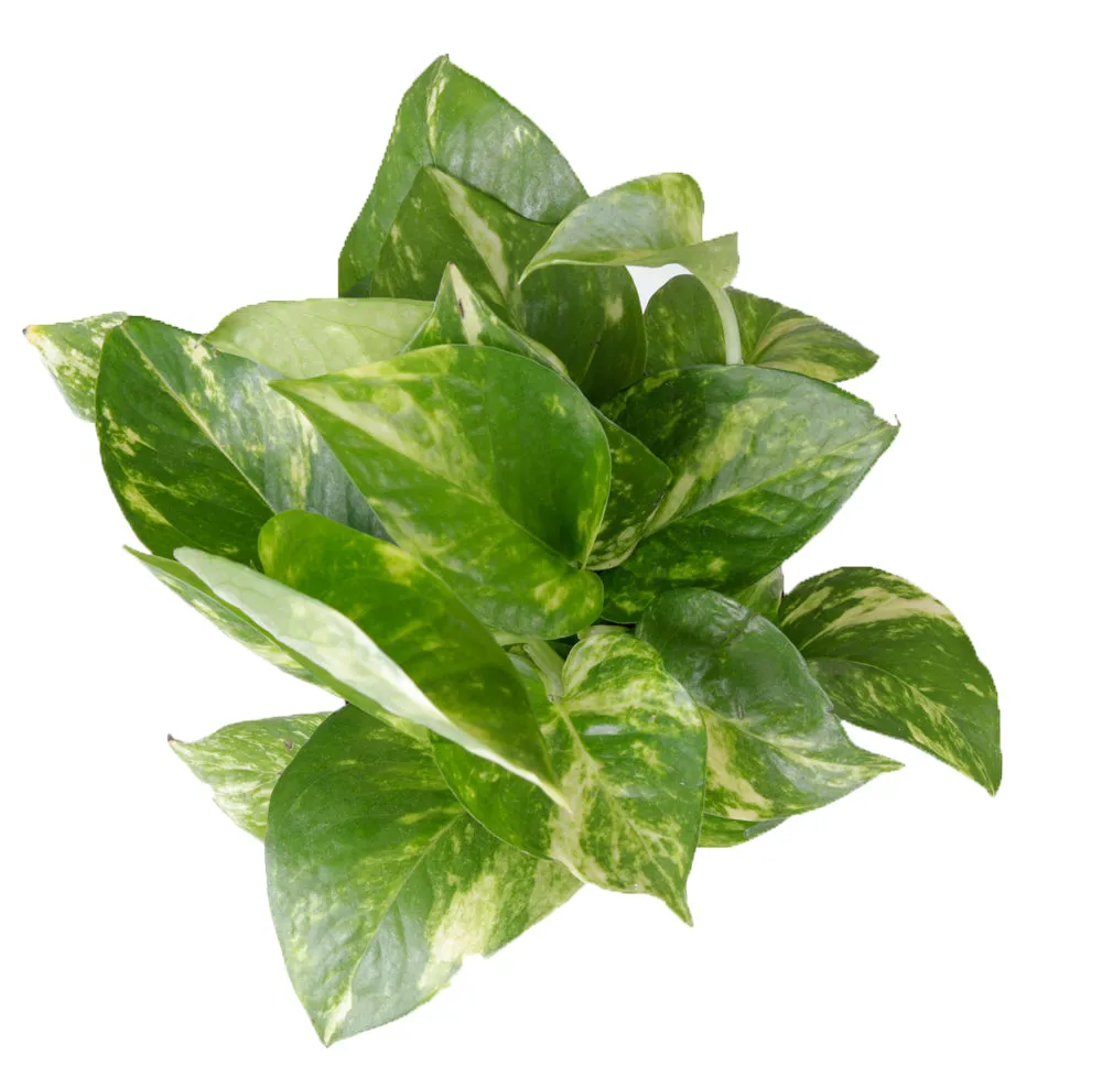 Air-Purifying Money Plants in Flower Pots (Pack of 5)