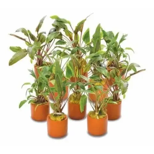 Assorted Crypt in 3cm Terracotta Pot