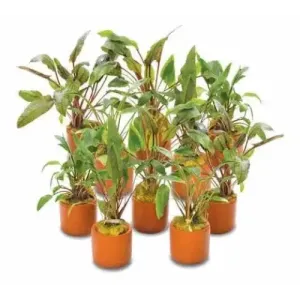Assorted Crypt in 3cm Terracotta Pot