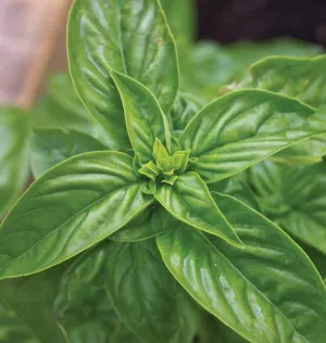Basil - Sweet Basil (Seeds)